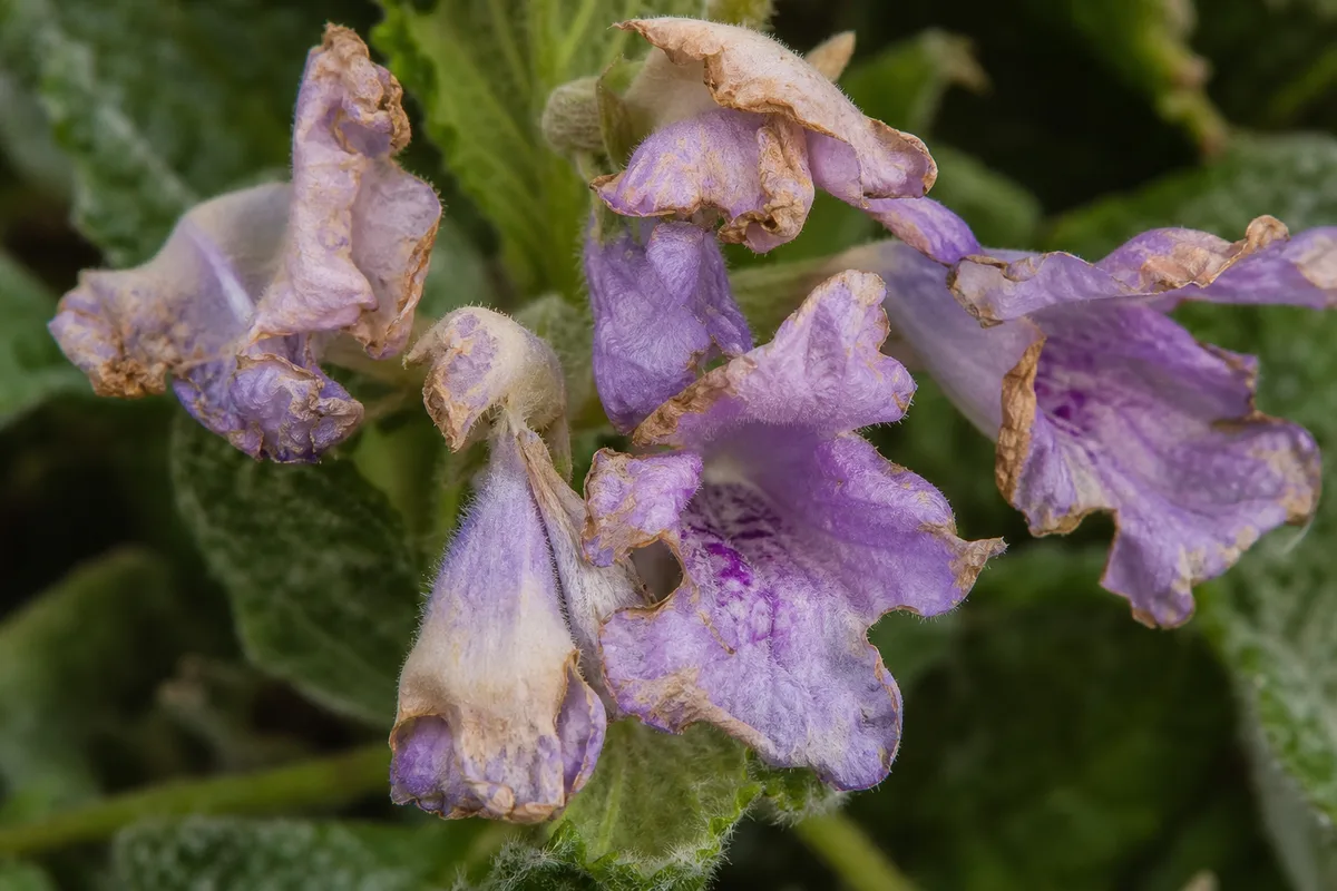 Close-up of Faded Flowers on Swedish Ivy - diagnostic detail