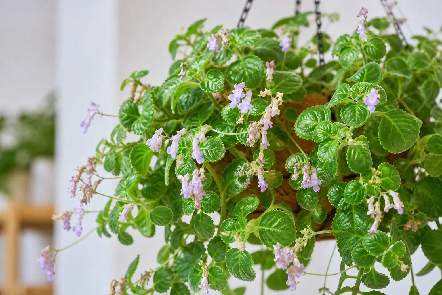 Faded Flowers on Swedish Ivy - visible symptom on the plant