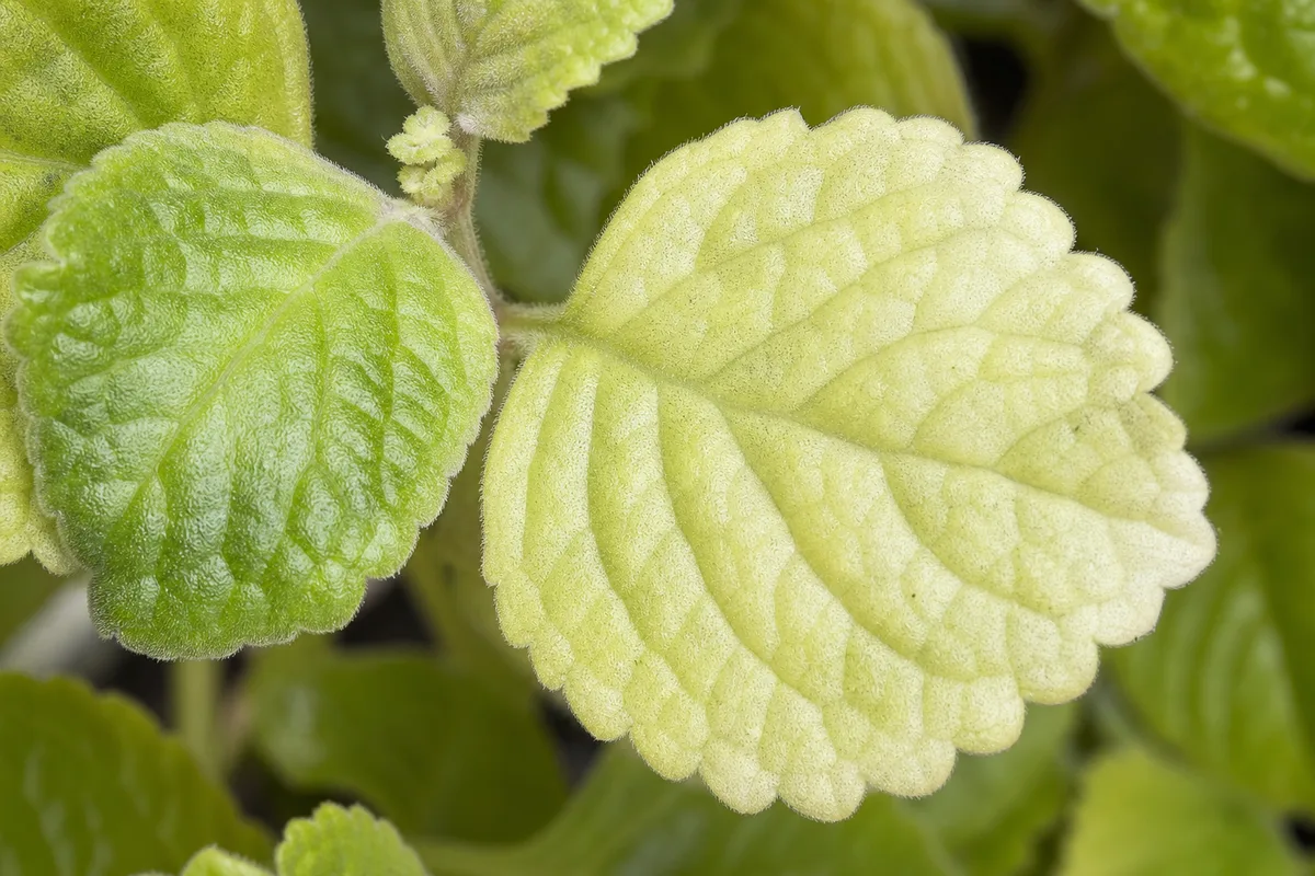 Close-up of Faded Leaves on Swedish Ivy - diagnostic detail