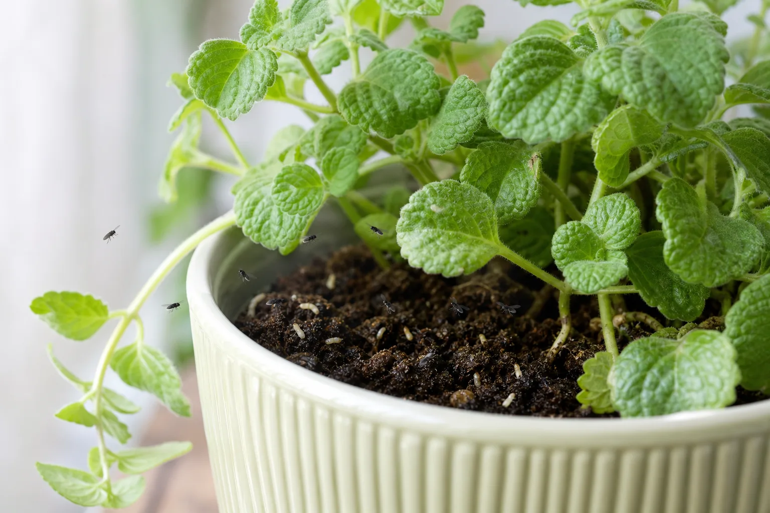 Fungus Gnats on Swedish Ivy - visible symptom on the plant