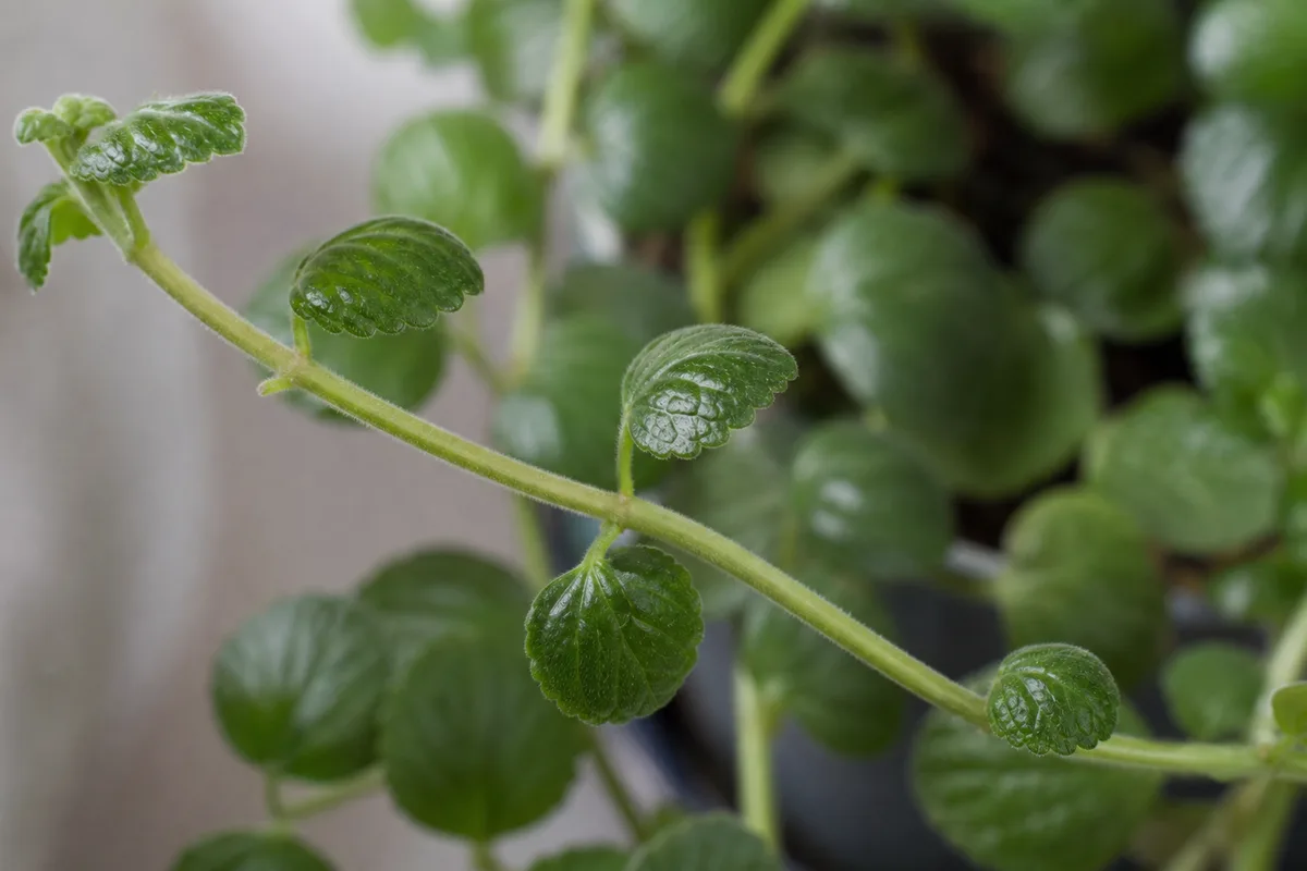 Close-up of Leggy Growth on Swedish Ivy - diagnostic detail