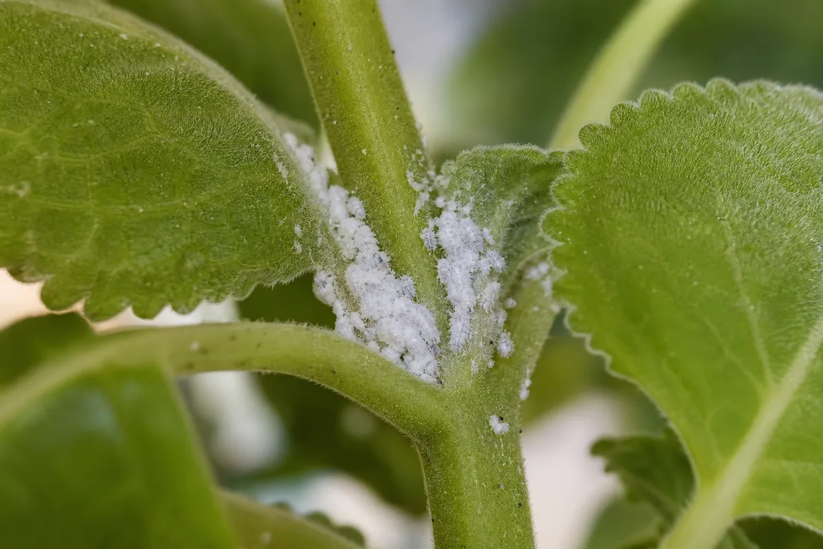 Close-up of Mealybugs on Swedish Ivy - diagnostic detail