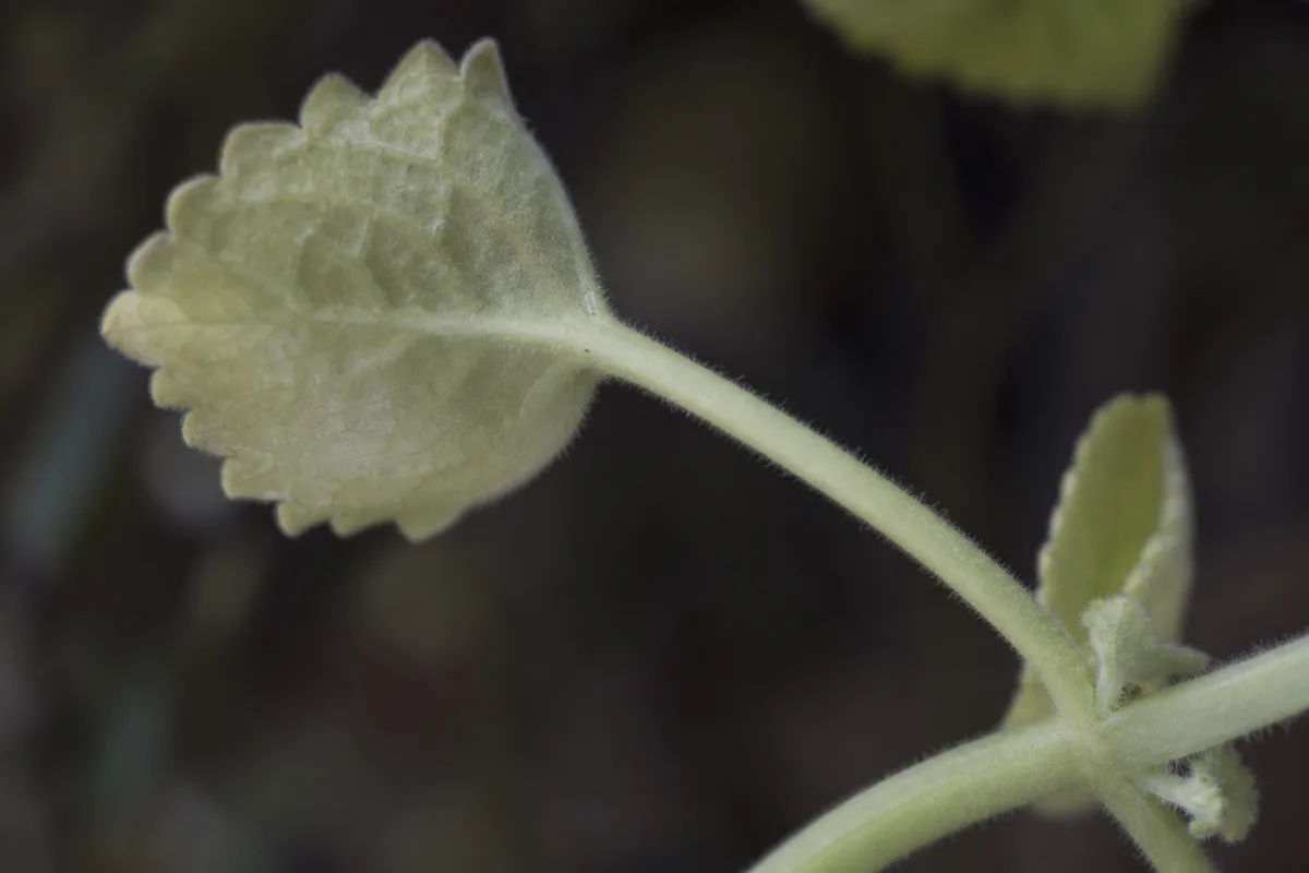 Close-up of Not Enough Light on Swedish Ivy - diagnostic detail