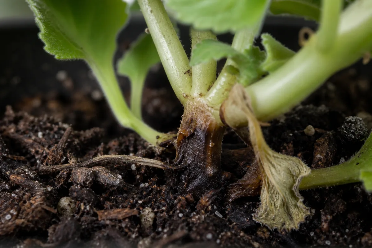 Close-up of Root Rot on Swedish Ivy - diagnostic detail