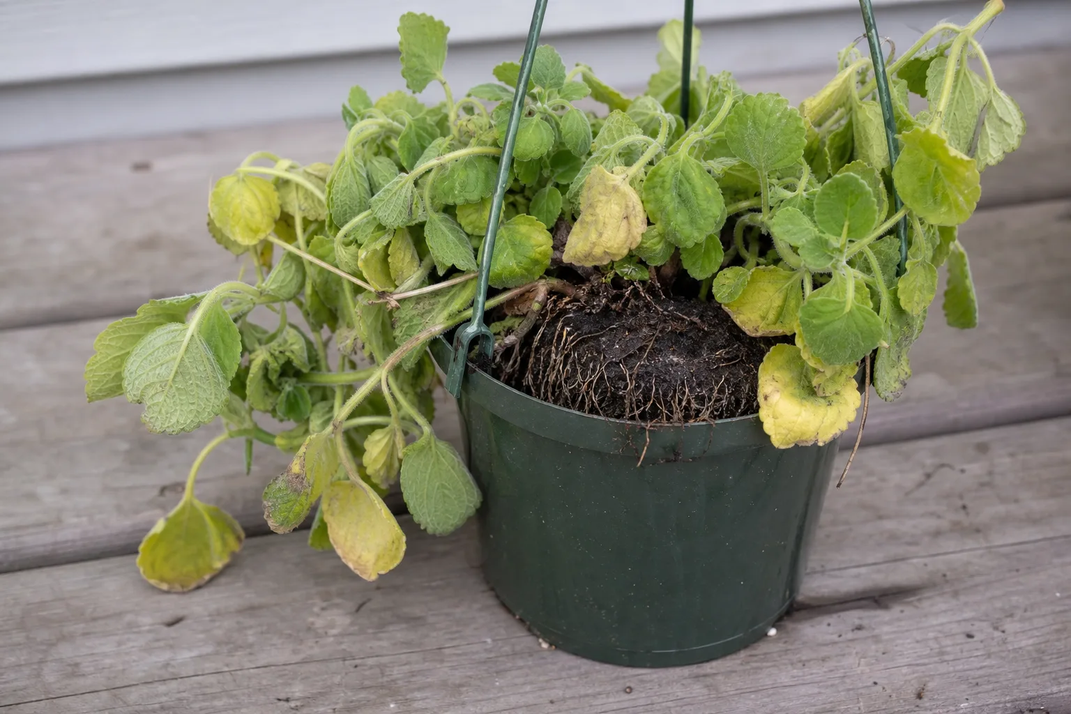 Root Rot on Swedish Ivy - visible symptom on the plant