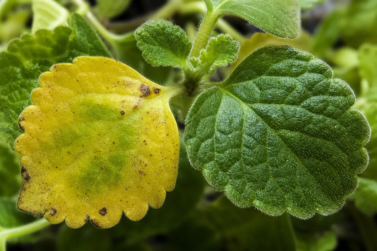 Close-up of Yellow Leaves on Swedish Ivy - diagnostic detail