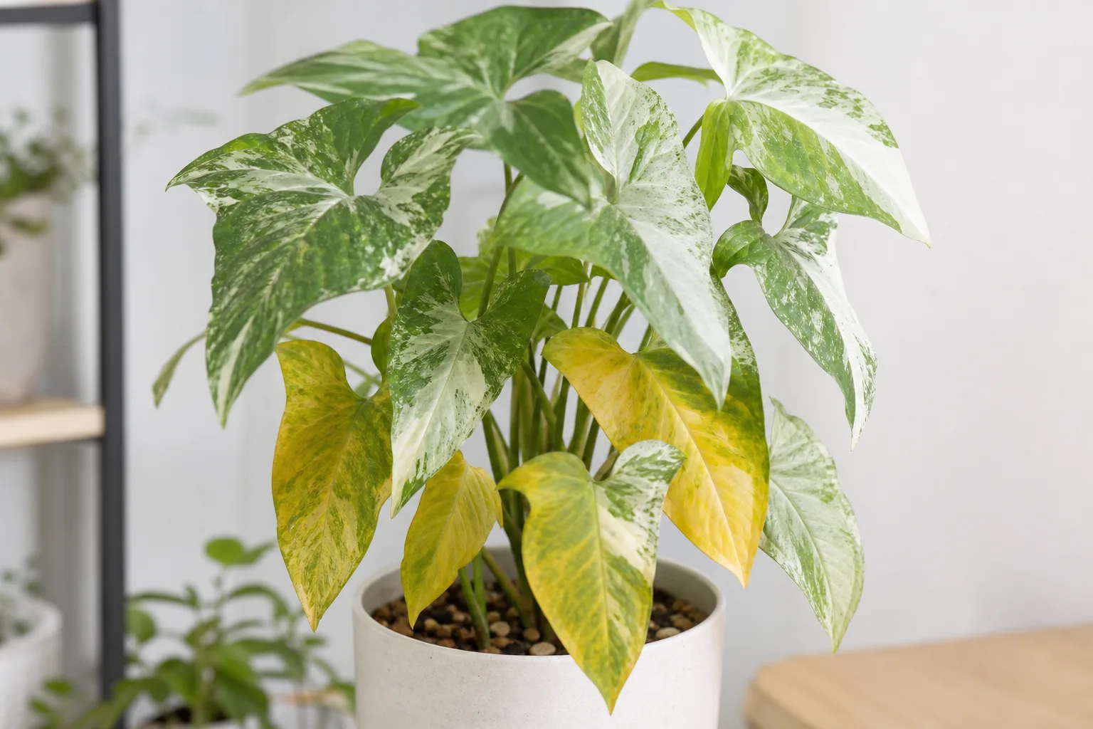 Yellow Leaves on Syngonium Albo - visible symptom on the plant