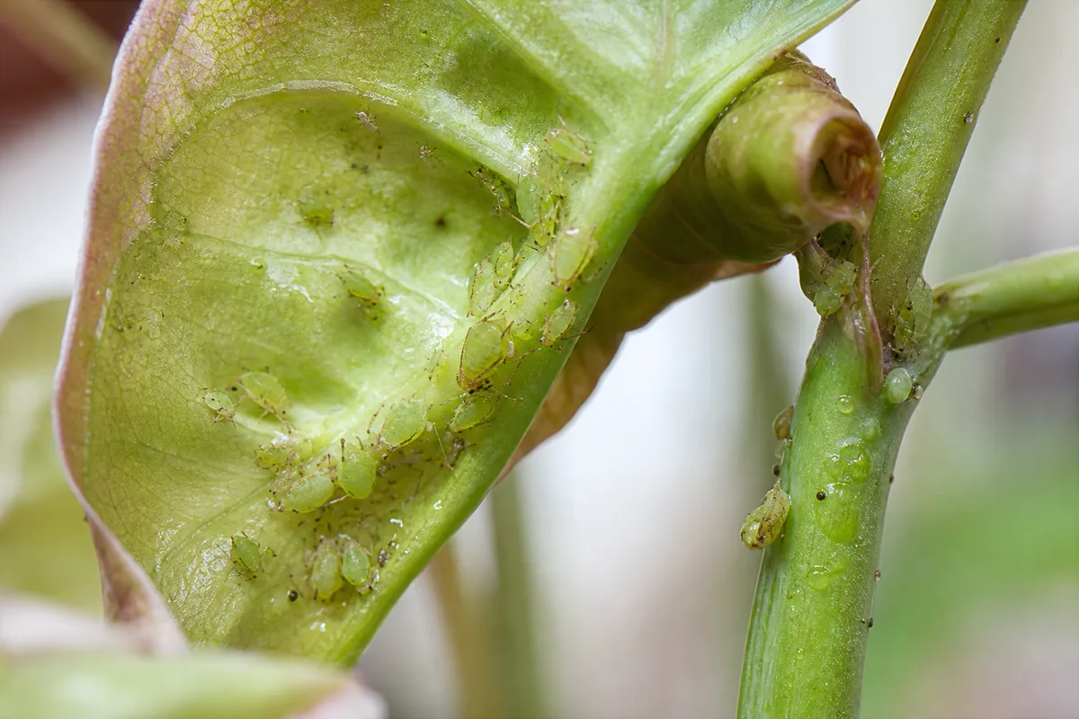 Close-up of Aphids on Syngonium - diagnostic detail
