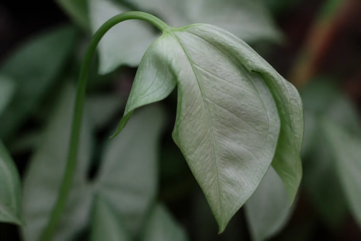Close-up of Drooping Leaves on Syngonium - diagnostic detail