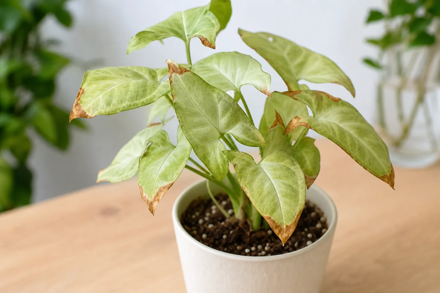 Low Humidity on Syngonium - visible symptom on the plant