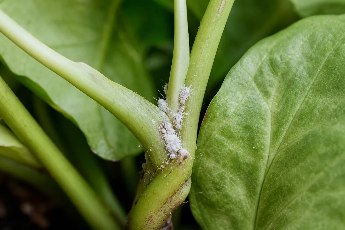 Close-up of Mealybugs on Syngonium - diagnostic detail