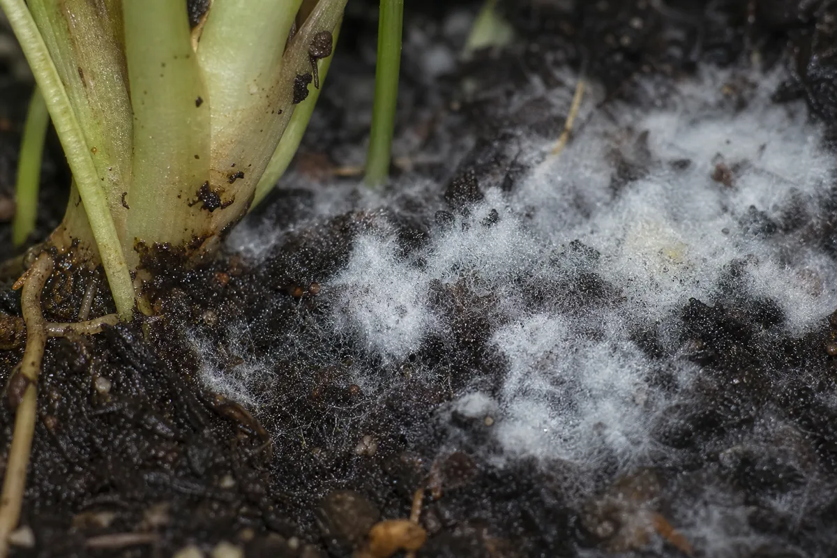 Close-up of Mold on Soil on Syngonium - diagnostic detail
