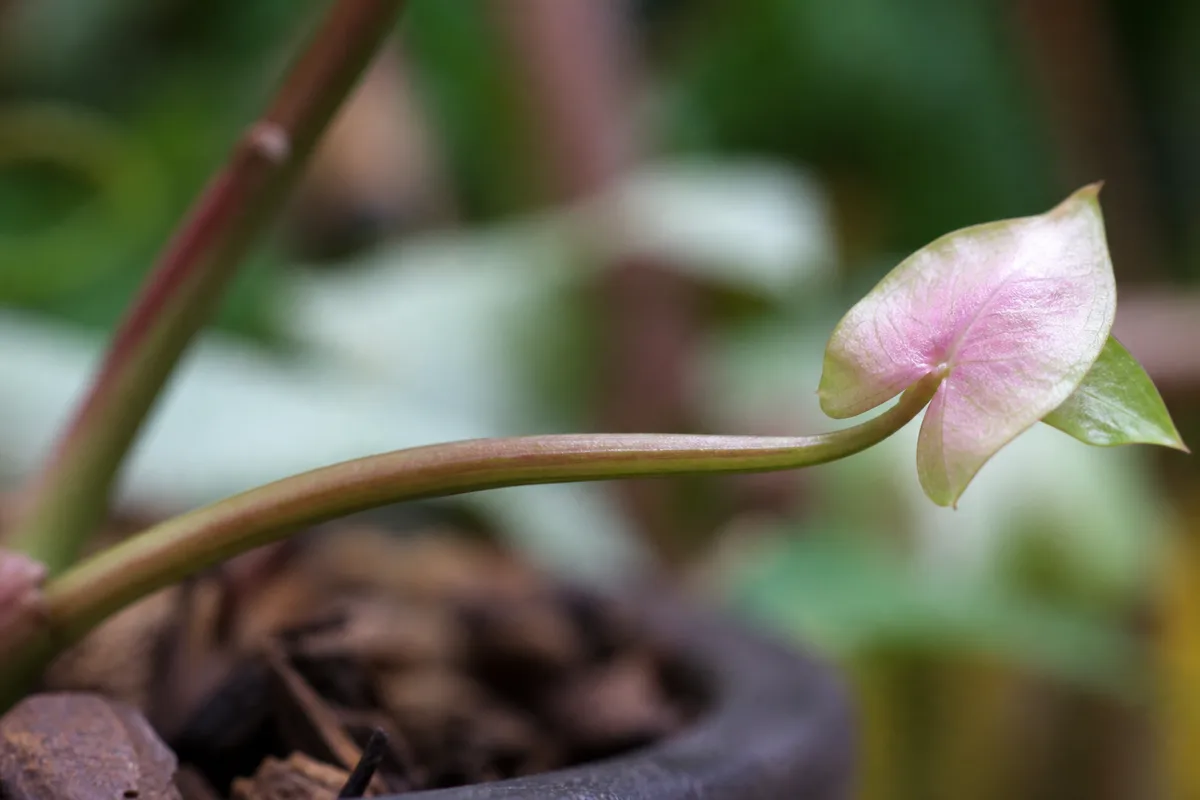 Close-up of Leggy Growth on Syngonium Neon Robusta - diagnostic detail