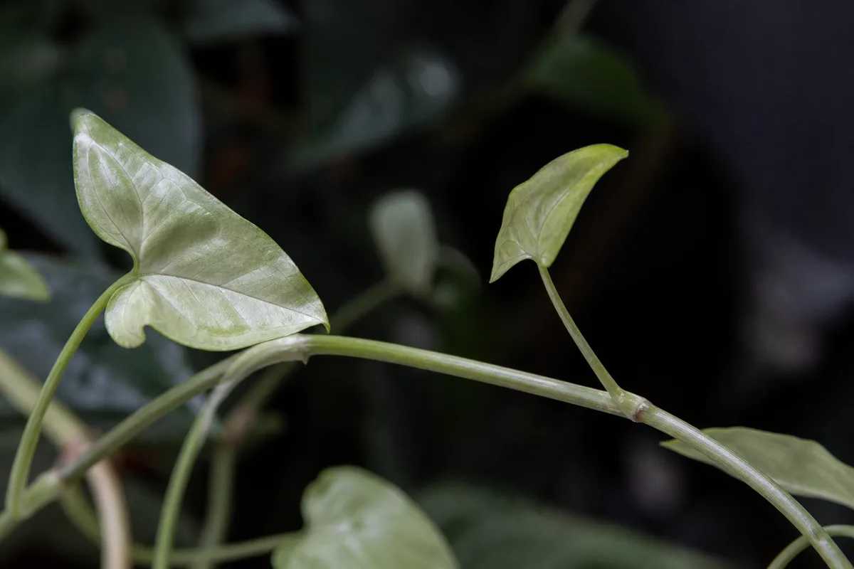 Close-up of Not Enough Light on Syngonium - diagnostic detail
