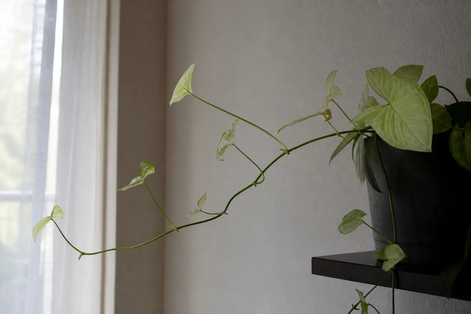 Not Enough Light on Syngonium - visible symptom on the plant