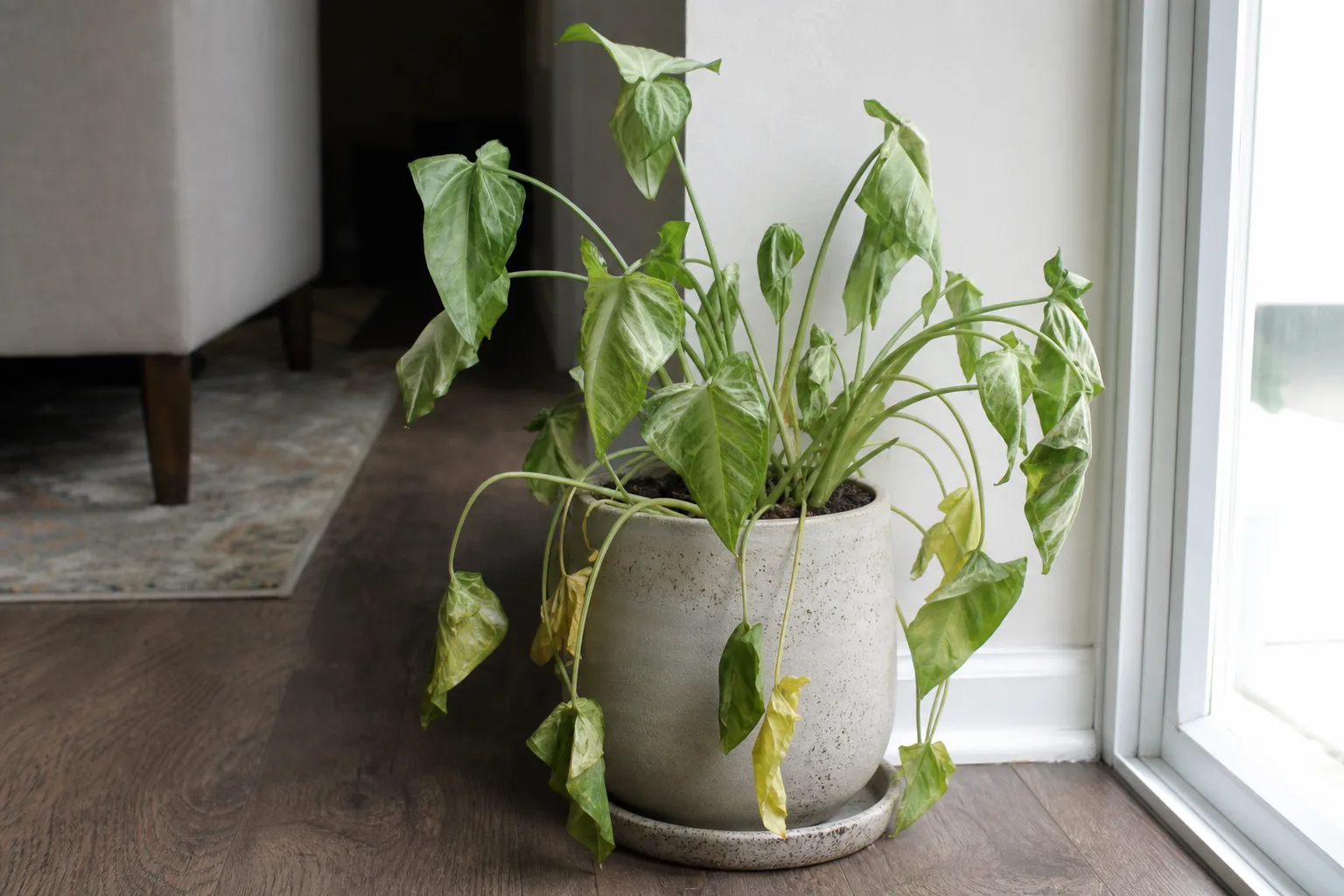 Overwatering on Syngonium - visible symptom on the plant