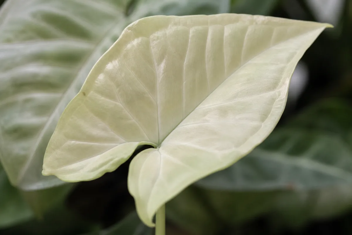 Close-up of Pale Leaves on Syngonium - diagnostic detail