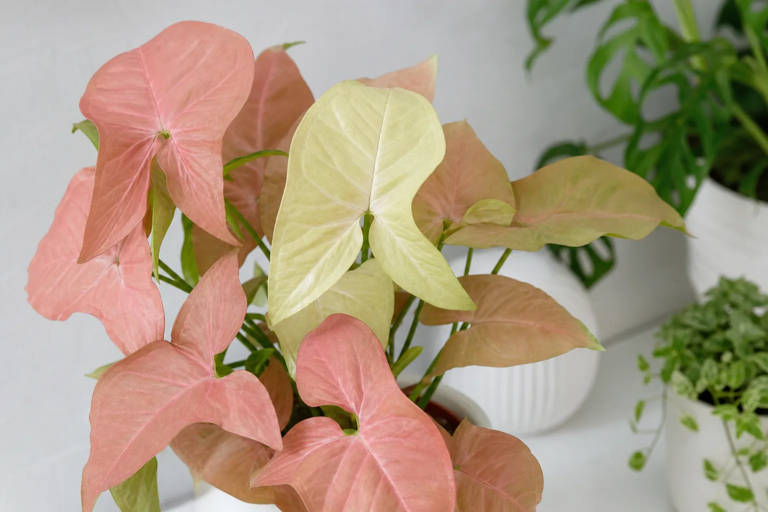 Pale Leaves on Syngonium - visible symptom on the plant