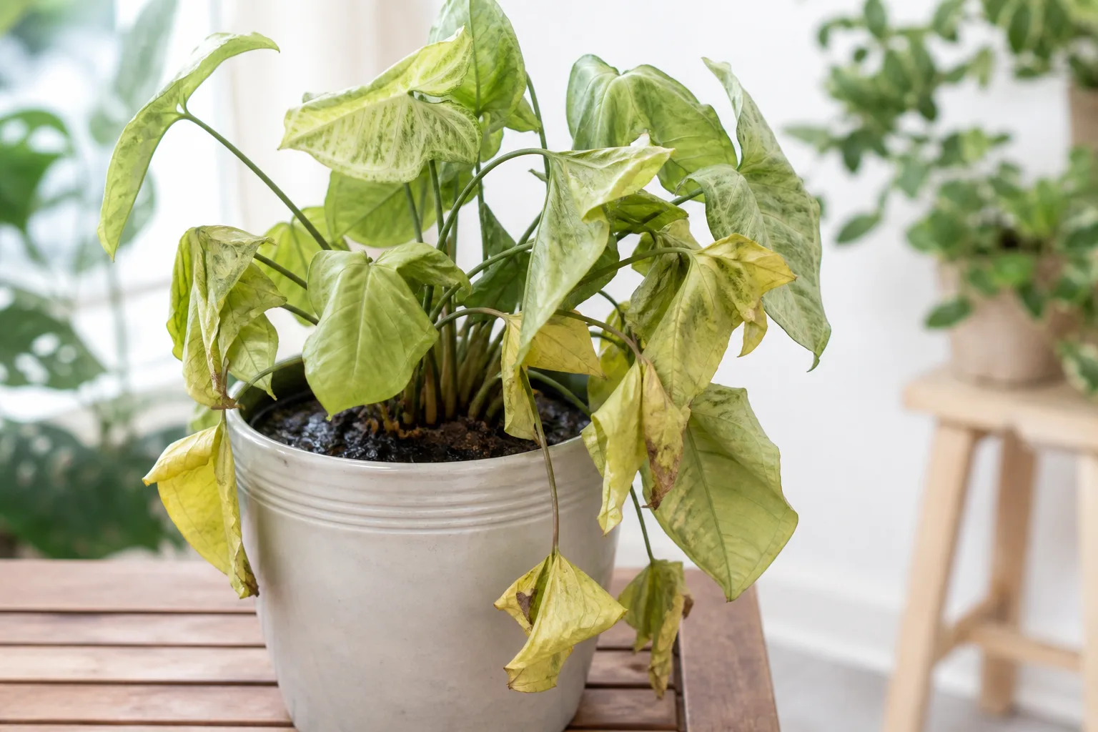 Root Rot on Syngonium - visible symptom on the plant
