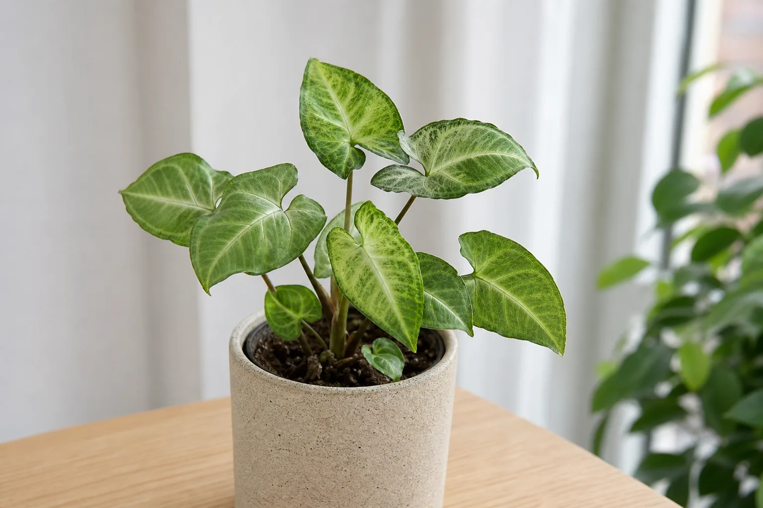 Slow Growth on Syngonium - visible symptom on the plant