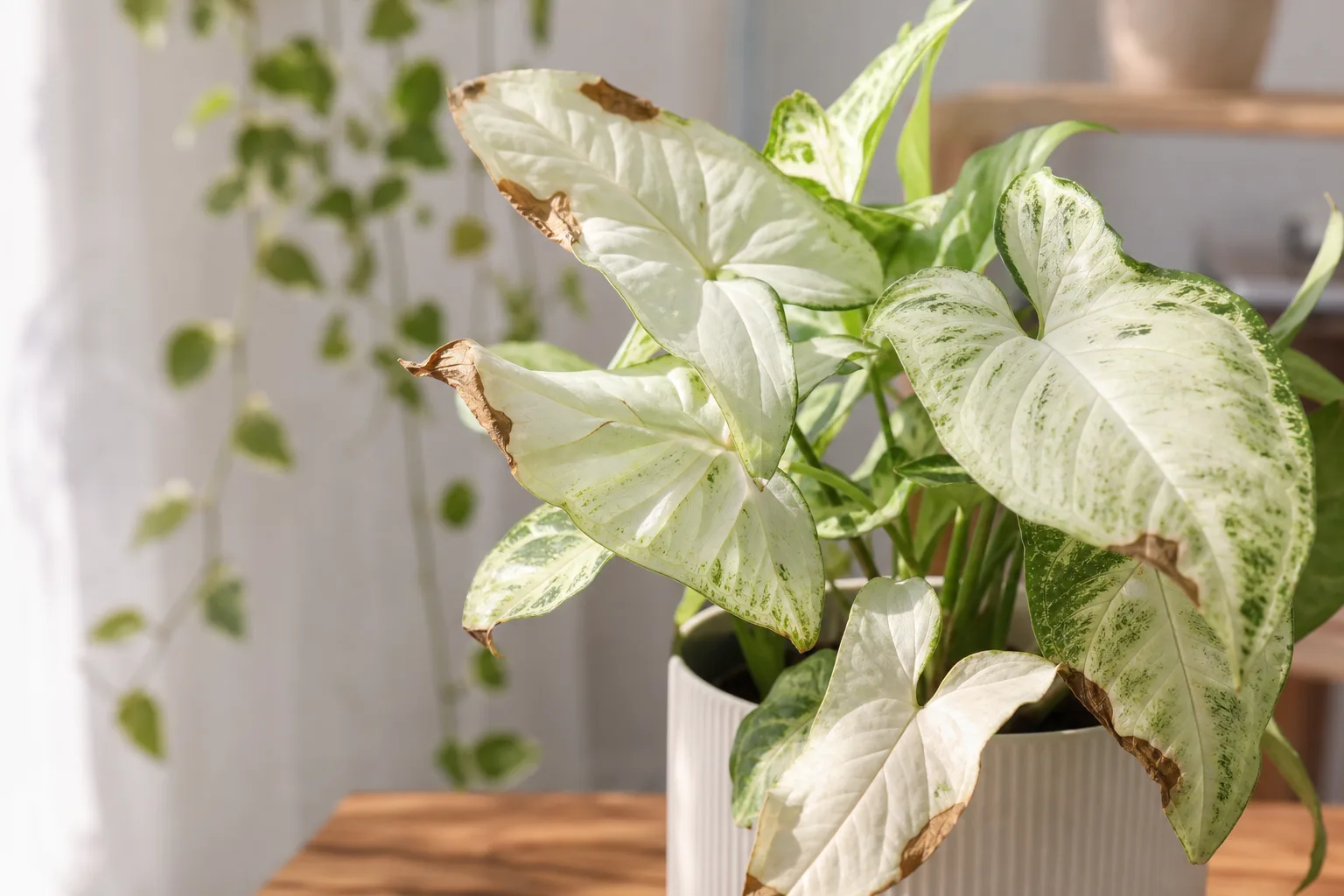 Brown Tips on Syngonium White Butterfly - visible symptom on the plant