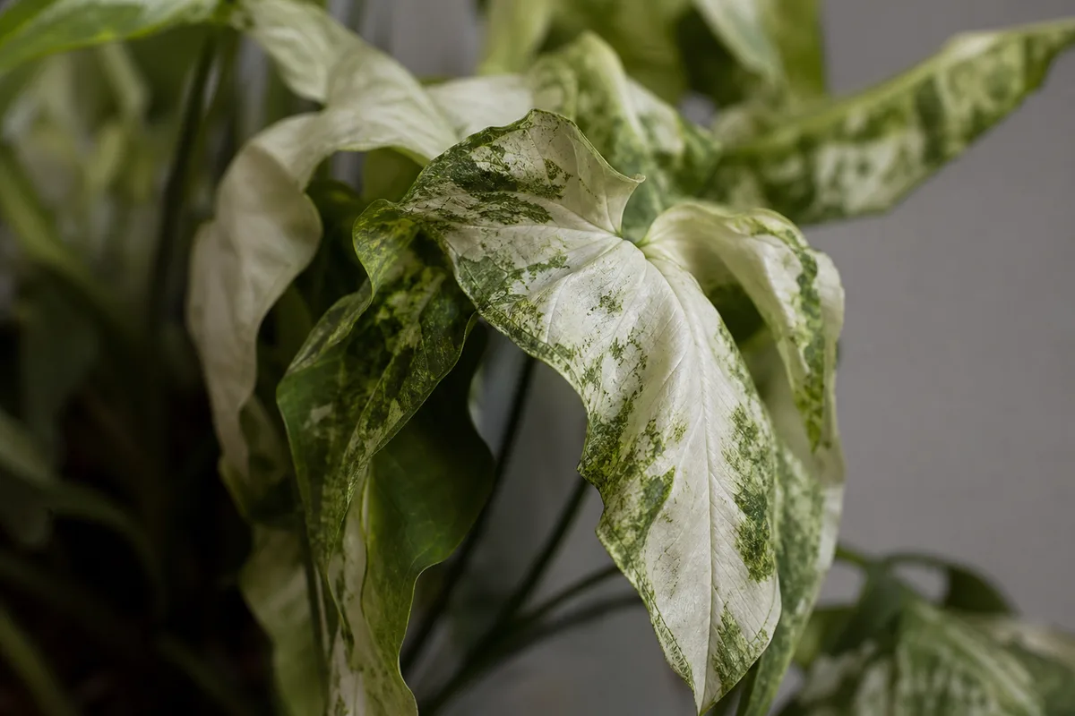 Close-up of Drooping Leaves on Syngonium White Butterfly - diagnostic detail