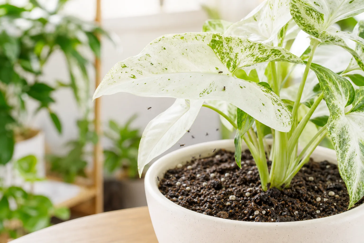 Fungus Gnats on Syngonium White Butterfly - visible symptom on the plant