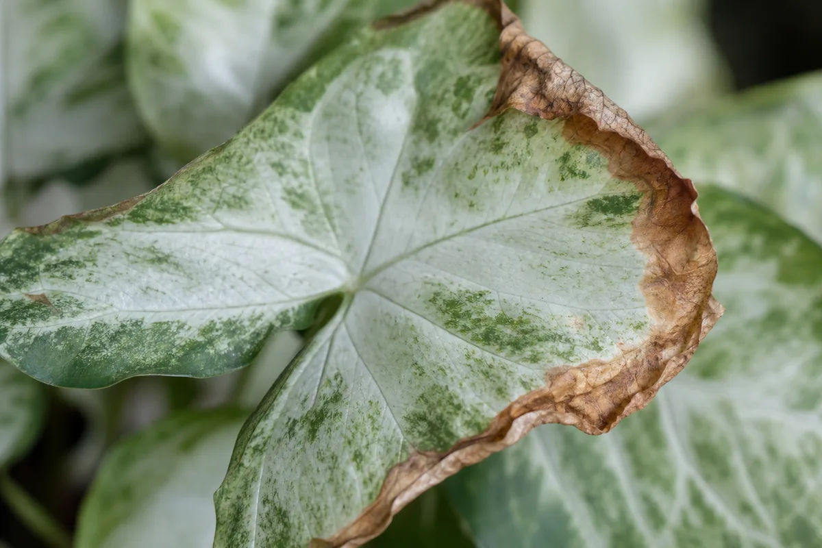 Close-up of Low Humidity on Syngonium White Butterfly - diagnostic detail