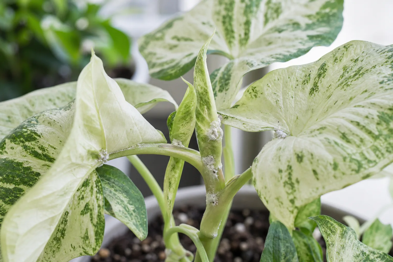 Mealybugs on Syngonium White Butterfly - visible symptom on the plant