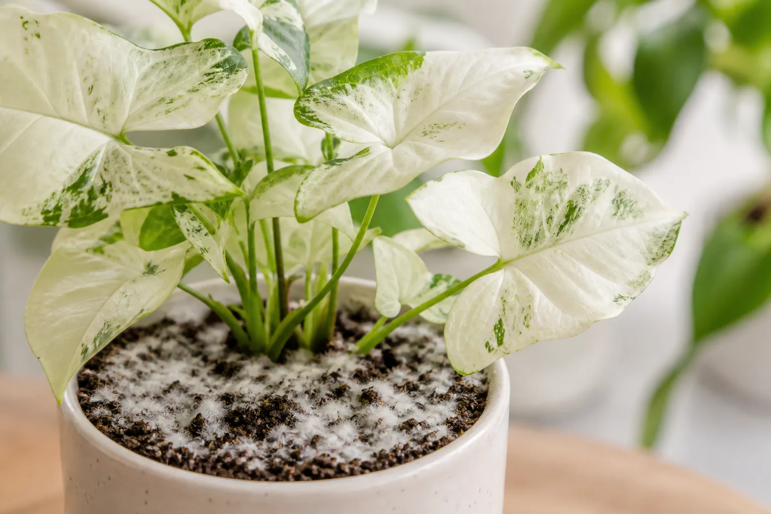 Mold on Soil on Syngonium White Butterfly - visible symptom on the plant