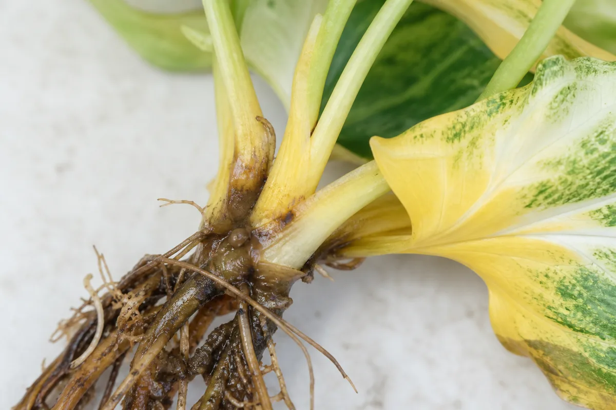 Close-up of Root Rot on Syngonium White Butterfly - diagnostic detail