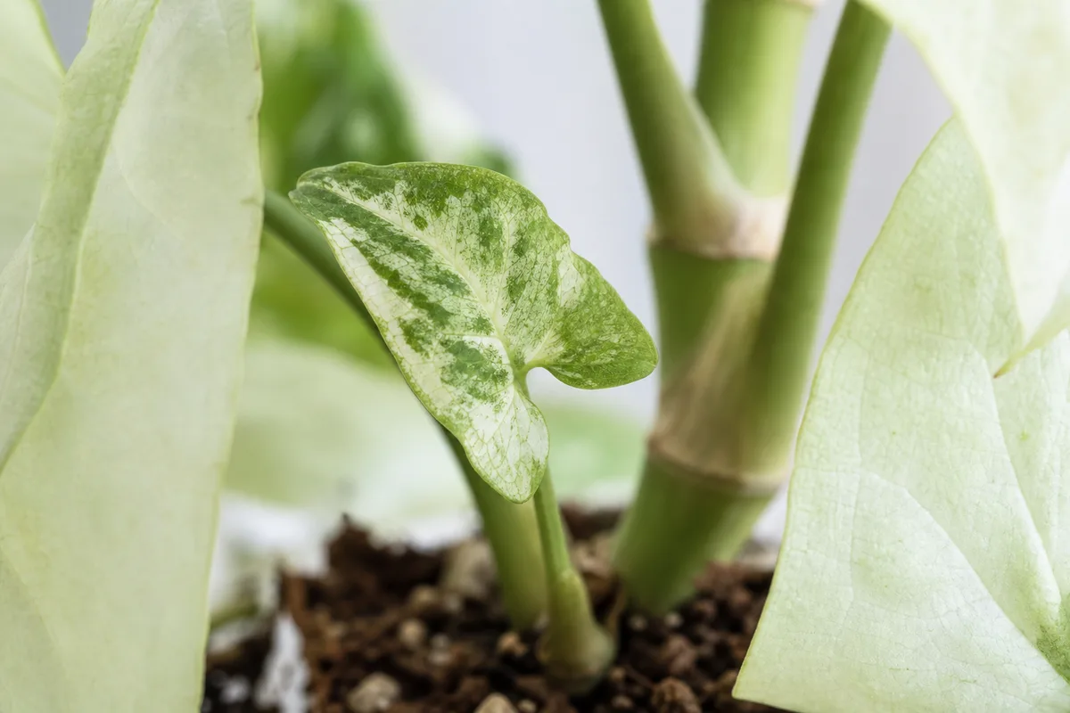 Close-up of Slow Growth on Syngonium White Butterfly - diagnostic detail
