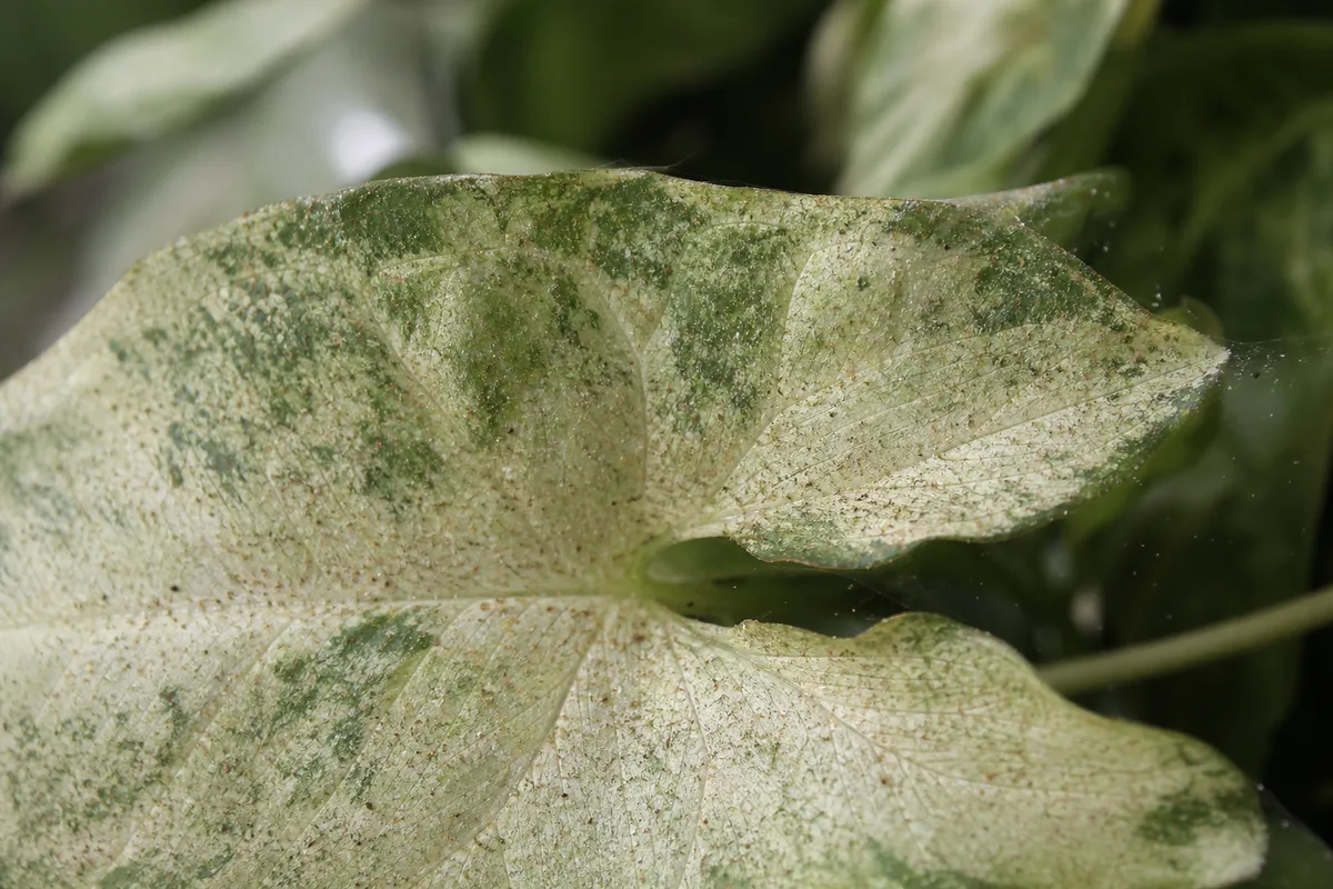 Close-up of Spider Mites on Syngonium White Butterfly - diagnostic detail
