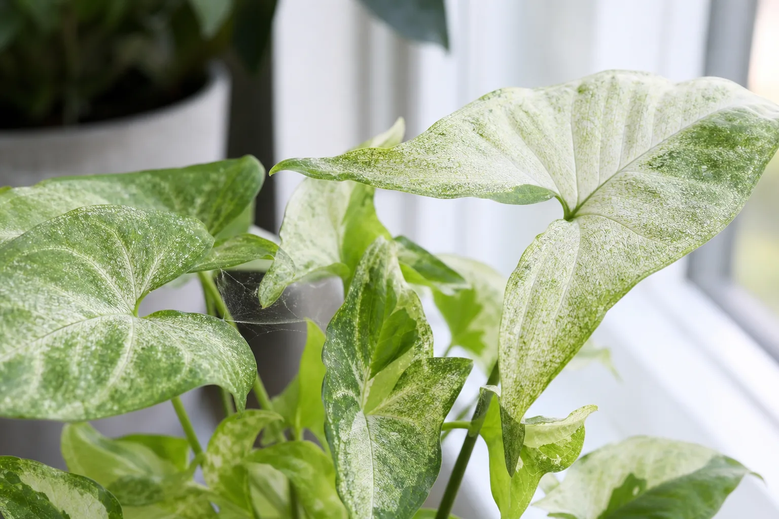 Spider Mites on Syngonium White Butterfly - visible symptom on the plant
