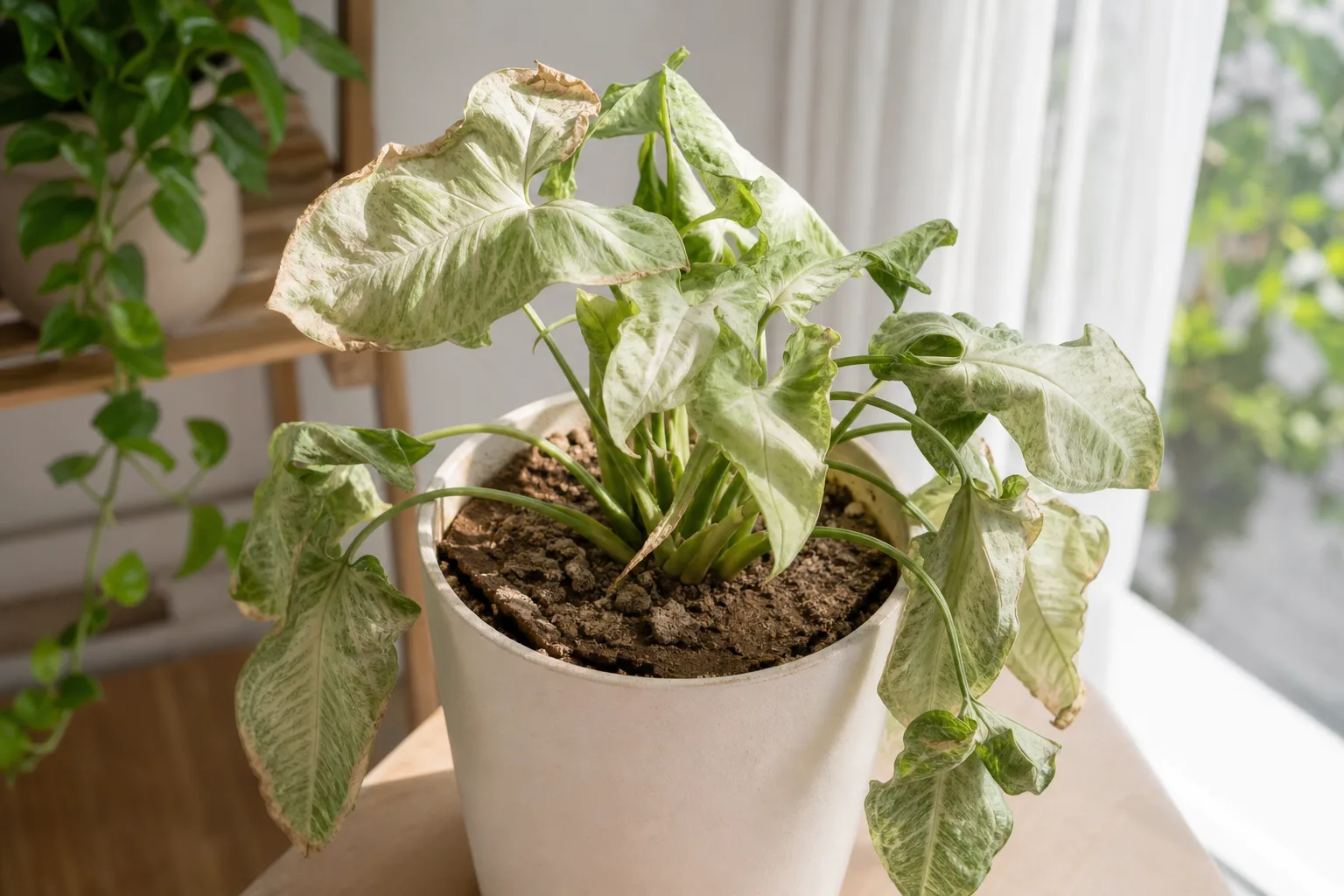 Underwatering on Syngonium White Butterfly - visible symptom on the plant
