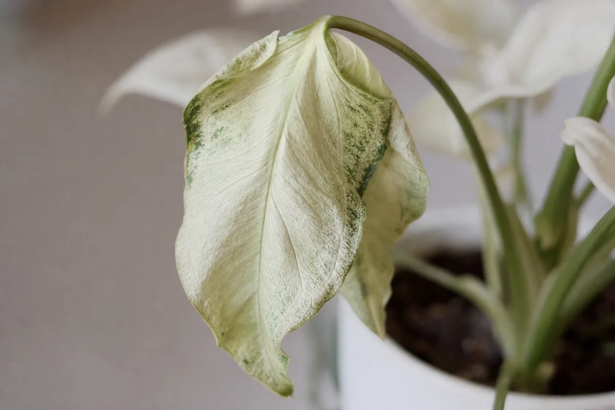 Close-up of Wilting on Syngonium White Butterfly - diagnostic detail