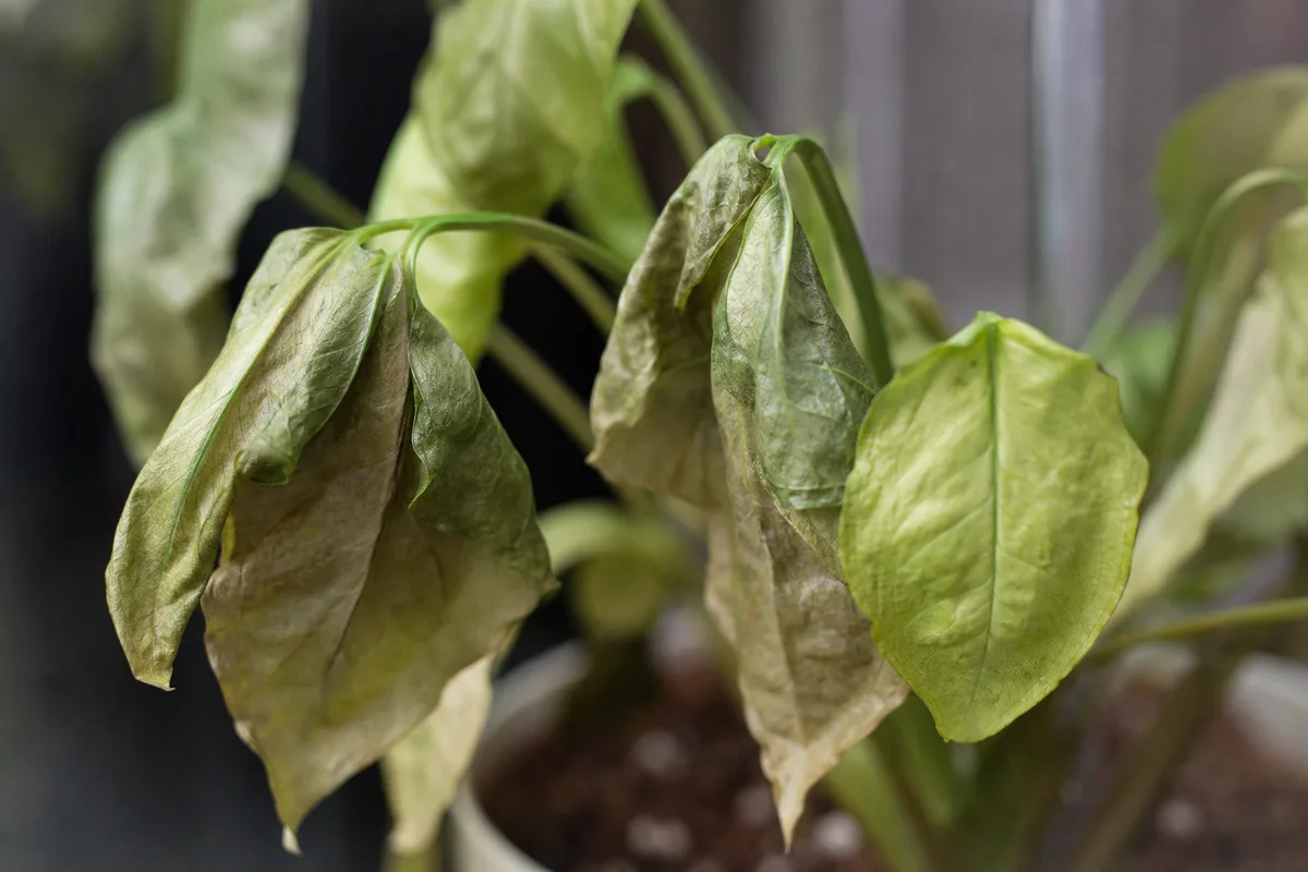 Close-up of Wilting on Syngonium - diagnostic detail