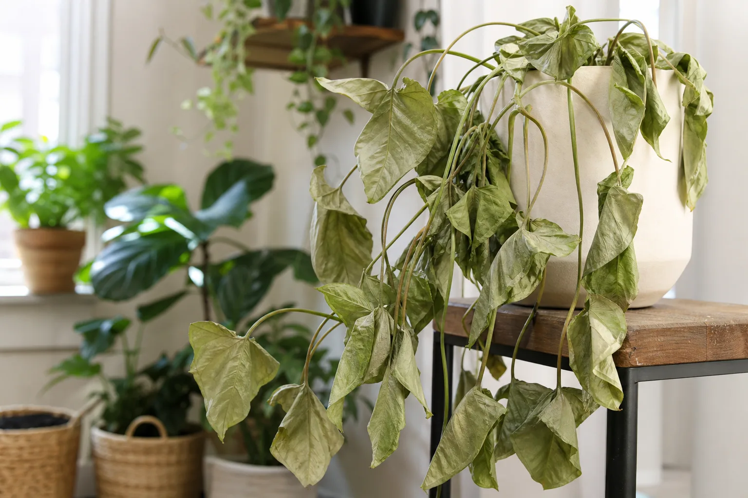 Wilting on Syngonium - visible symptom on the plant