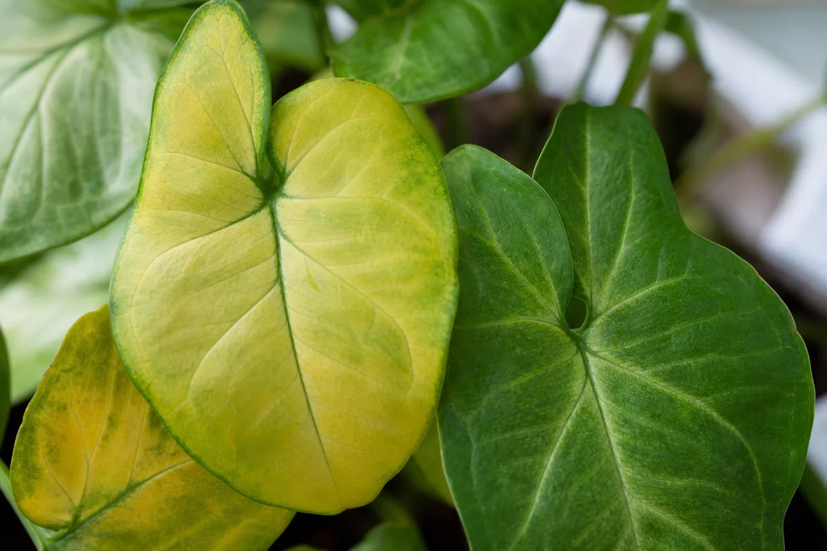 Close-up of Yellow Leaves on Syngonium - diagnostic detail