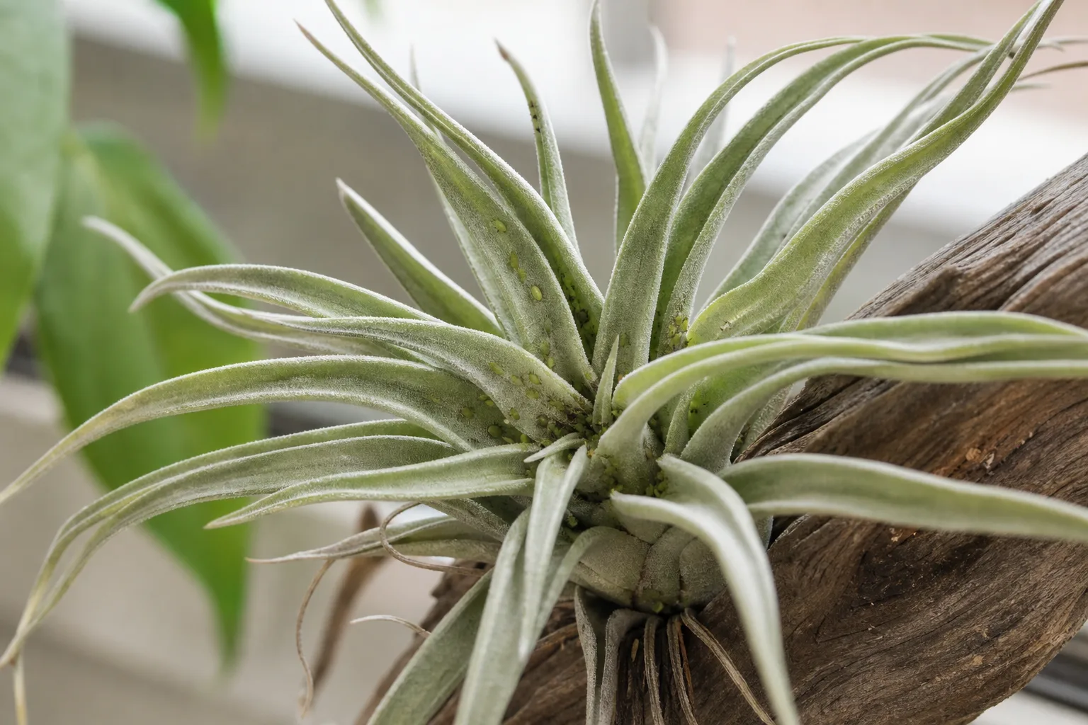 Aphids on Tillandsia - visible symptom on the plant