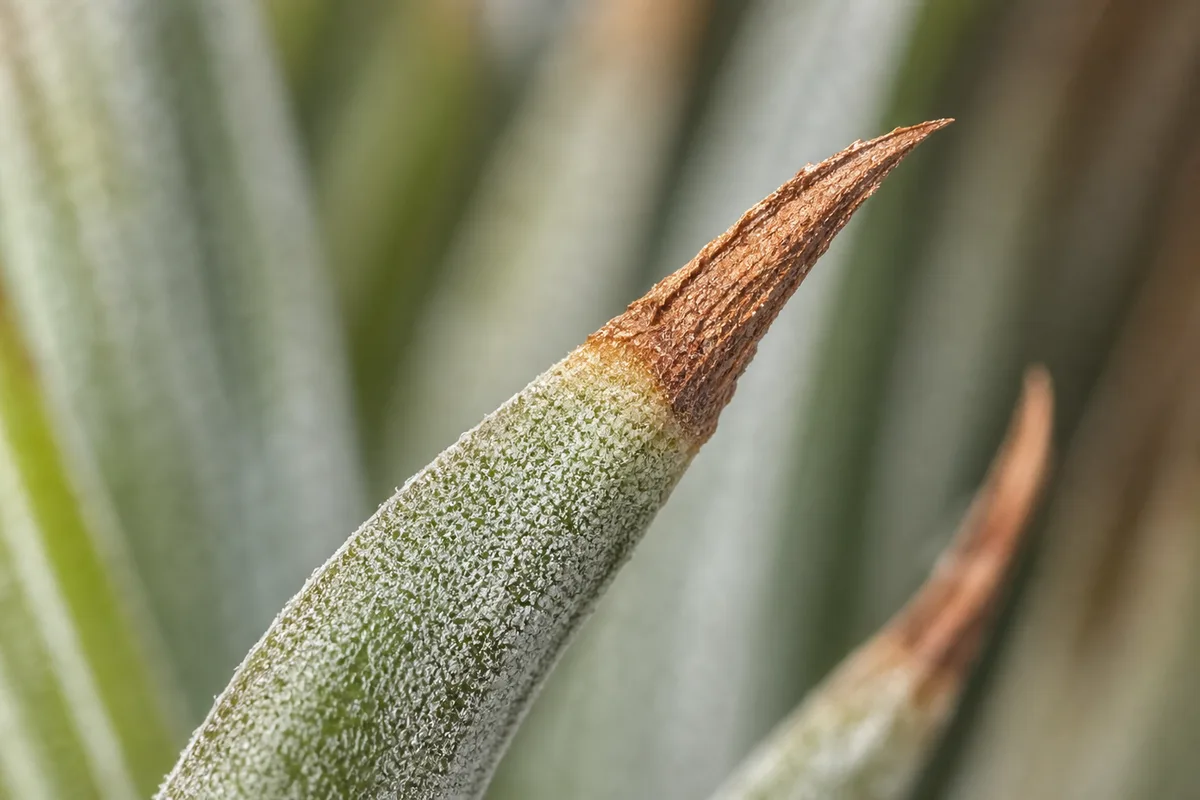 Close-up of Brown Tips on Tillandsia - diagnostic detail