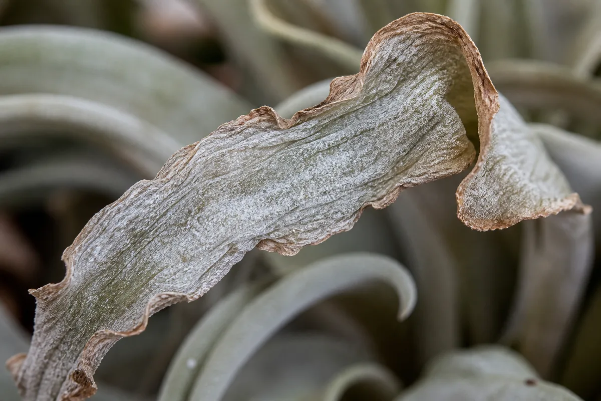 Close-up of Crispy Leaves on Tillandsia - diagnostic detail