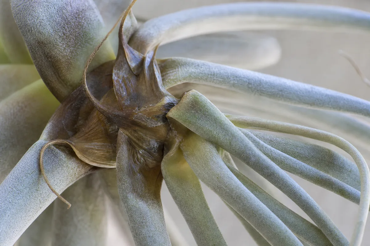Close-up of Drooping Leaves on Tillandsia - diagnostic detail