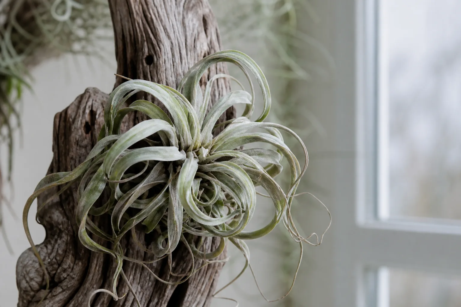 Drooping Leaves on Tillandsia - visible symptom on the plant