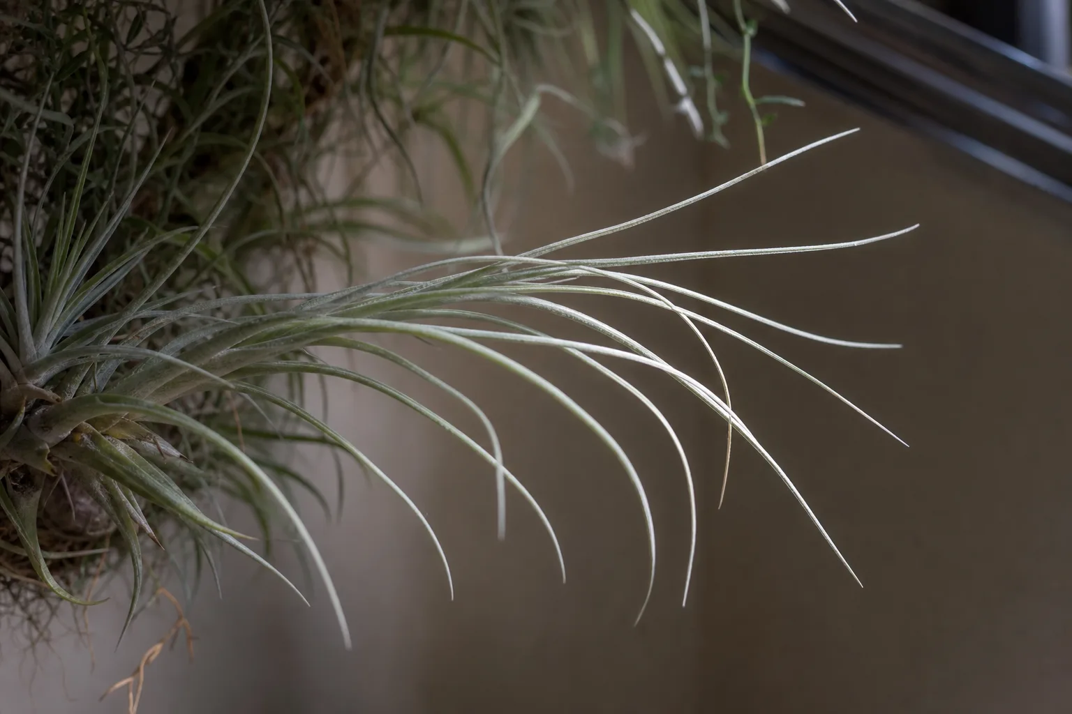 Leggy Growth on Tillandsia - visible symptom on the plant
