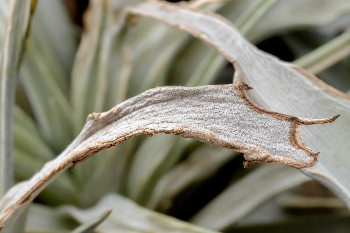 Close-up of Low Humidity on Tillandsia - diagnostic detail