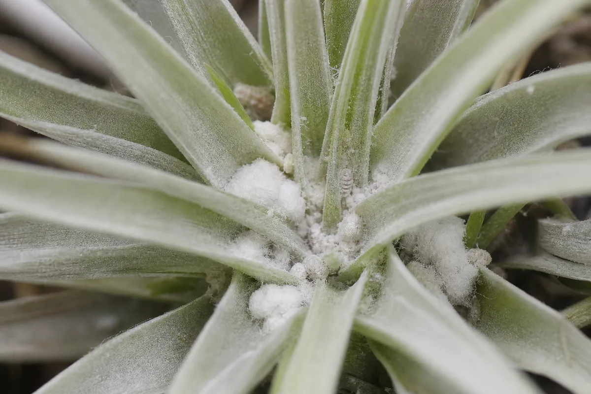 Close-up of Mealybugs on Tillandsia - diagnostic detail