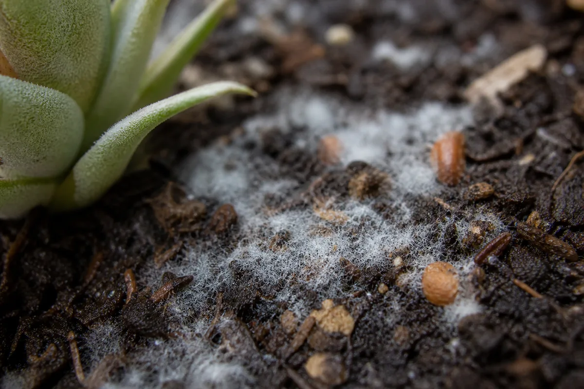 Close-up of Mold on Soil on Tillandsia — diagnostic detail