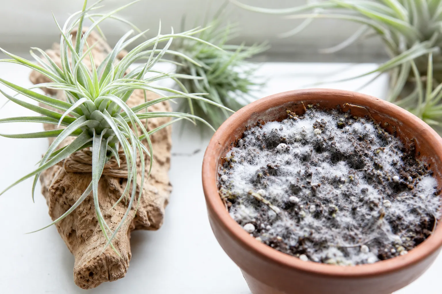 Mold around a Tillandsia display with moisture trapped at the base