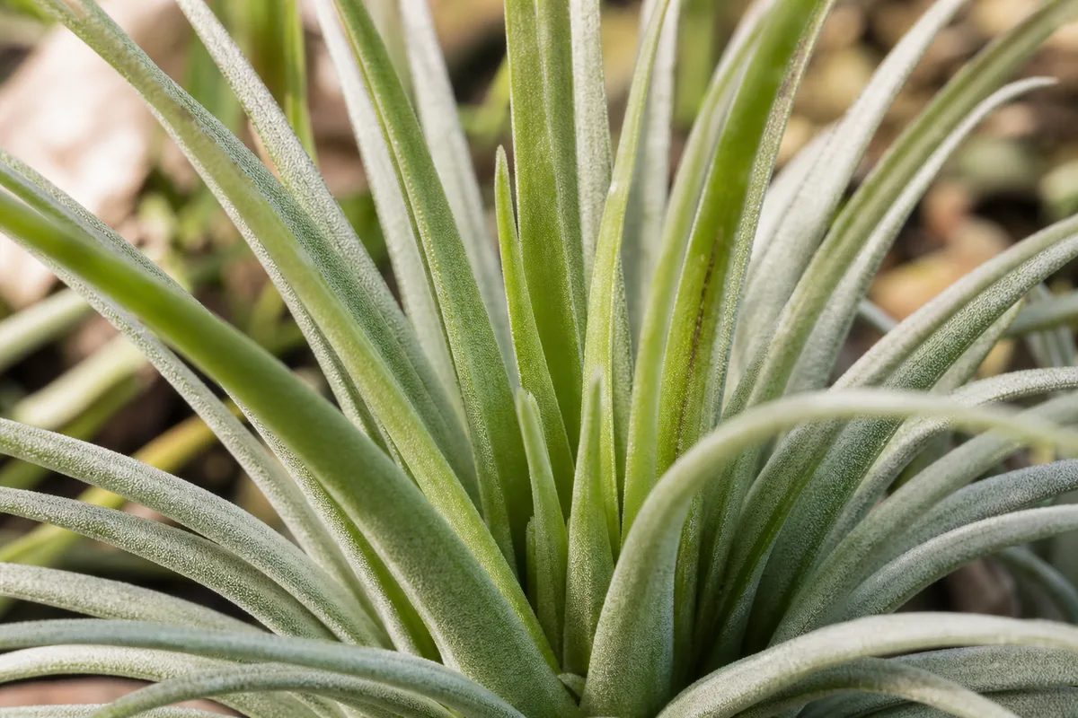 Close-up of No Flowers on Tillandsia - diagnostic detail